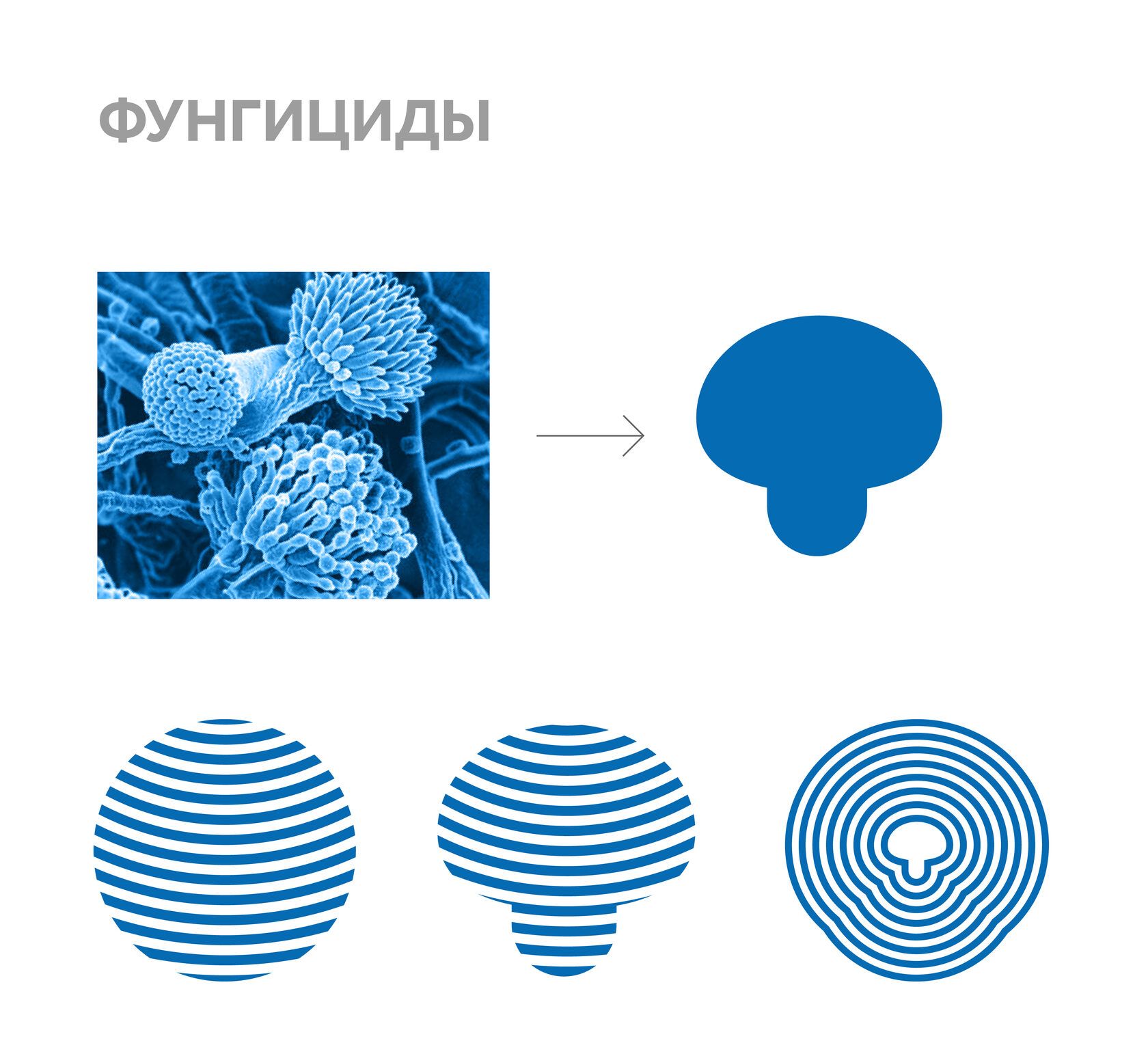 фунгициды фунгициды