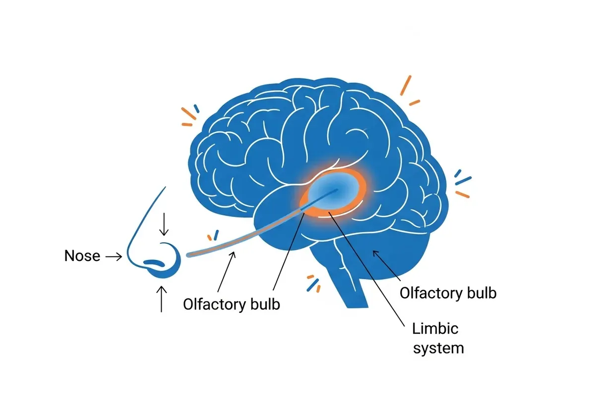 Как запах влияет на эмоции и память: olfactory pathway в мозге